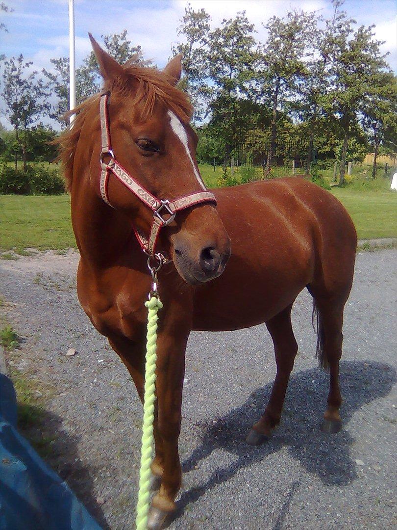 Hollandsk Sportspony Sandy  billede 14