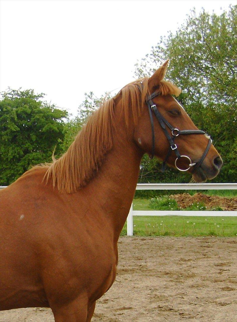 Hollandsk Sportspony Sandy  billede 16