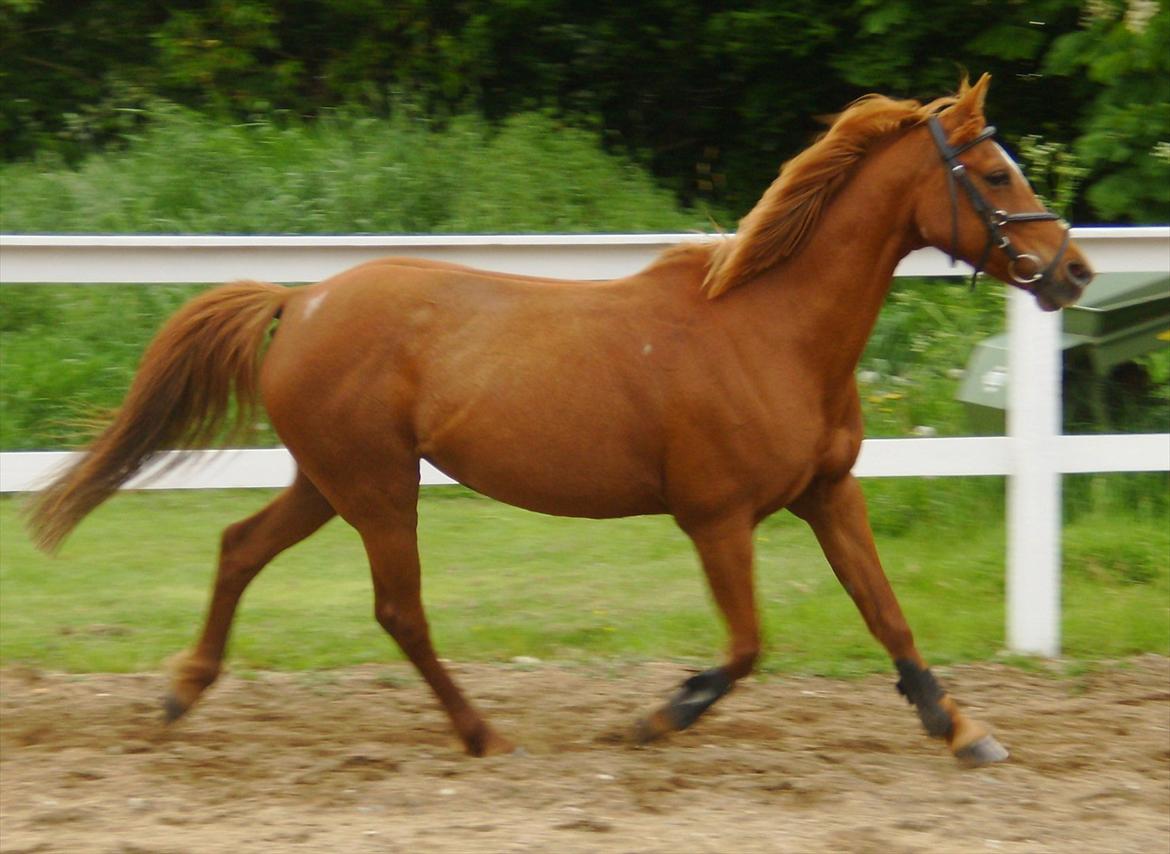 Hollandsk Sportspony Sandy  - Trav :-) 
Tak fordi I kiggede forbi, læg gerne en kommentar og bedømmelse... billede 17