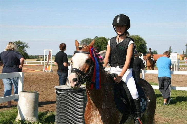 Welsh Pony (sec B) Teggi (SOLGT) billede 2