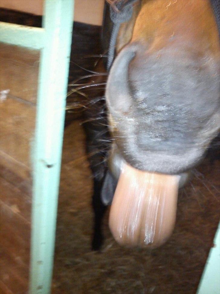 Dansk Varmblod Choko Chanell *part* - hahahaha det er simpelthen sååå genialt det her billed:D<3 billede 20