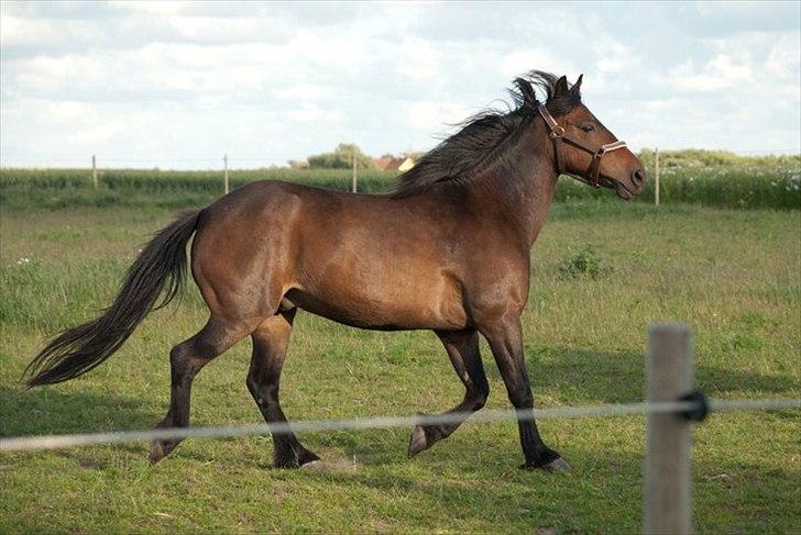 Anden særlig race Mr. Winchester- Winni *SOLGT* - Fuld fart! :D  billede 14