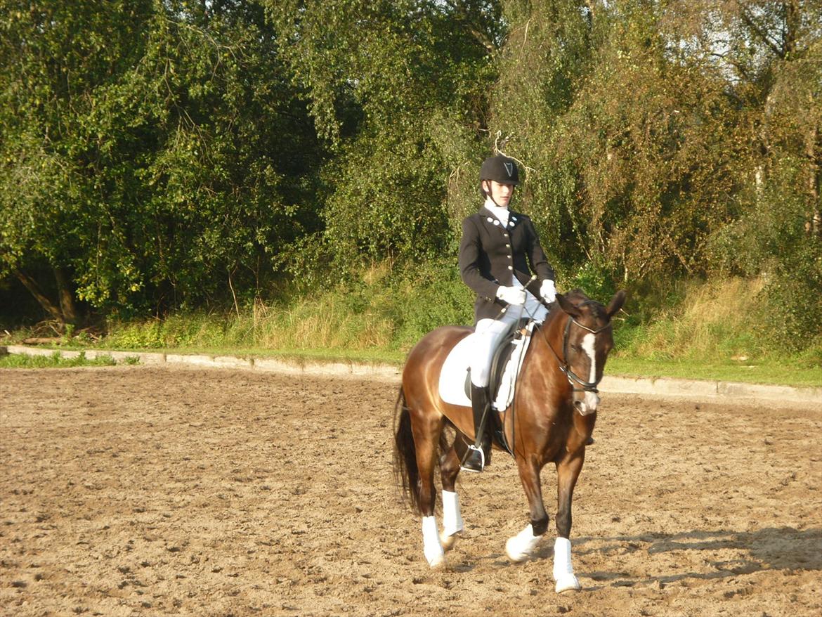 Belgisk Sportspony • Clovis VD Zuidvoermanshoek • Solgt - Stævne ved BAL d.4 september 2011 - på opvarmning :) Dejlige pony <3 billede 14