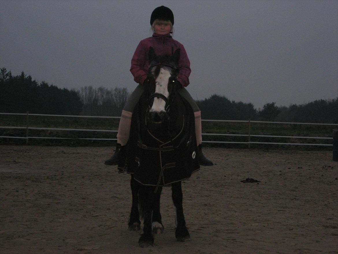 Anden særlig race Pondus - På ridebanen<3 billede 4