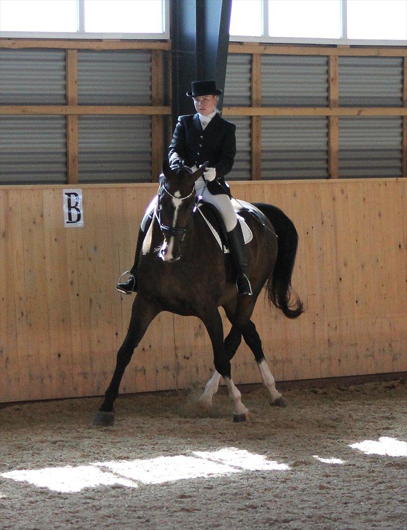 Dansk Varmblod Staugaard's Navarro billede 8