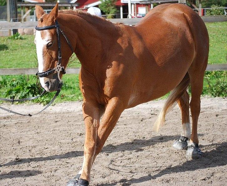 Anden særlig race Walk Of Fame *REST IN PEACE* - Strækker ud ;) billede 18