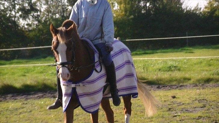 Hollandsk Sportspony U-peter - LHJ foto Hygge dressur uden sadel <3 billede 10