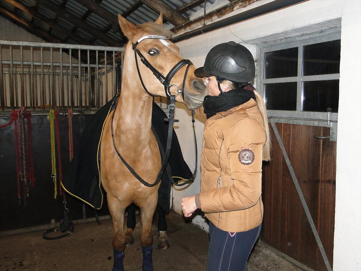 Anden særlig race Golden Star B-PONY billede 8