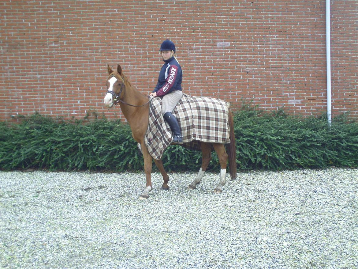 Hollandsk Sportspony Brenco - Velkommen til Brencos profil! (-: billede 1