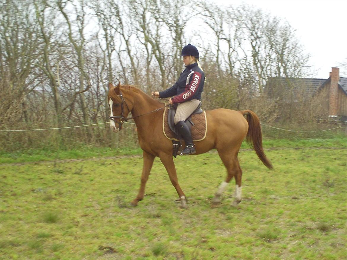 Hollandsk Sportspony Brenco - Ved at runde ham, da jeg træner at han skal kunne gå indenfor hovslaget da han støtter sig meget til siderne/hegnet. billede 3