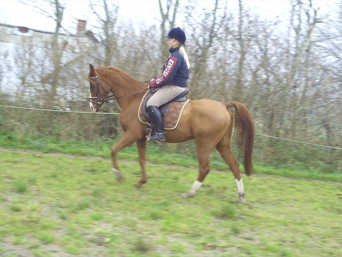 Hollandsk Sportspony Brenco - Rolig og afslappet (-: billede 5