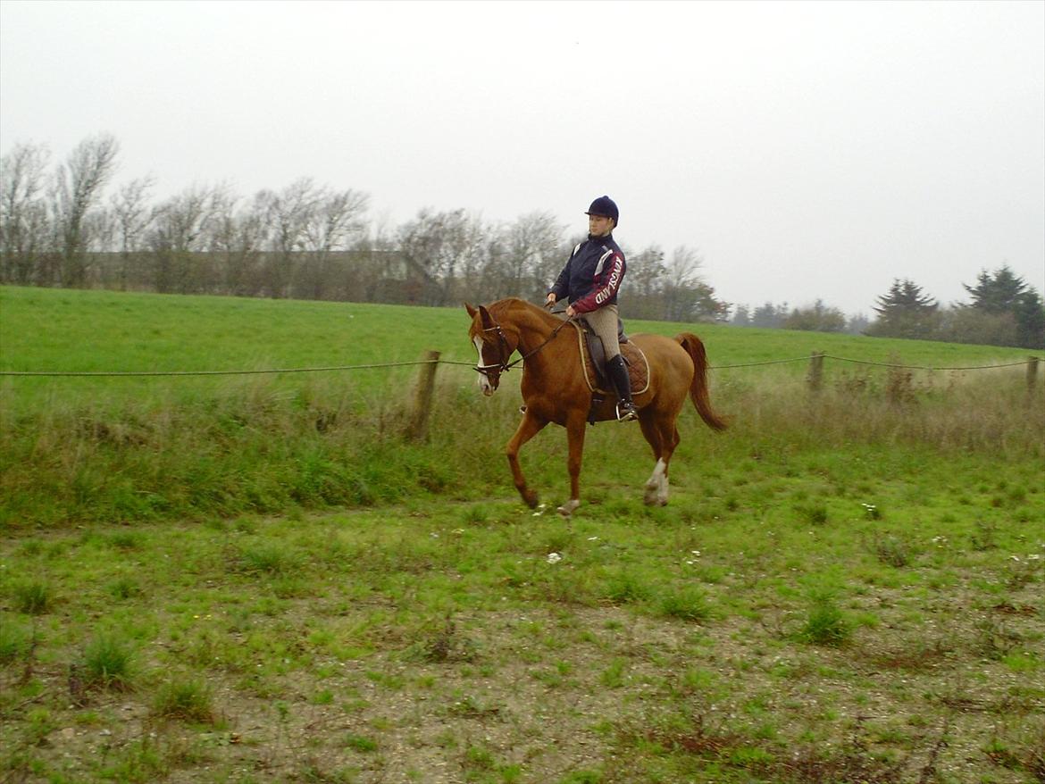 Hollandsk Sportspony Brenco - Lækker hals! billede 6