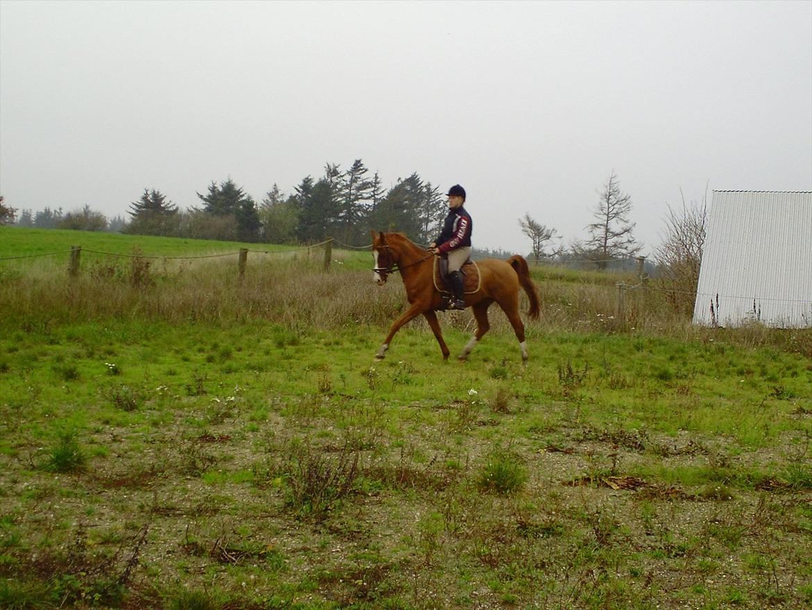 Hollandsk Sportspony Brenco - Flot trav! billede 8