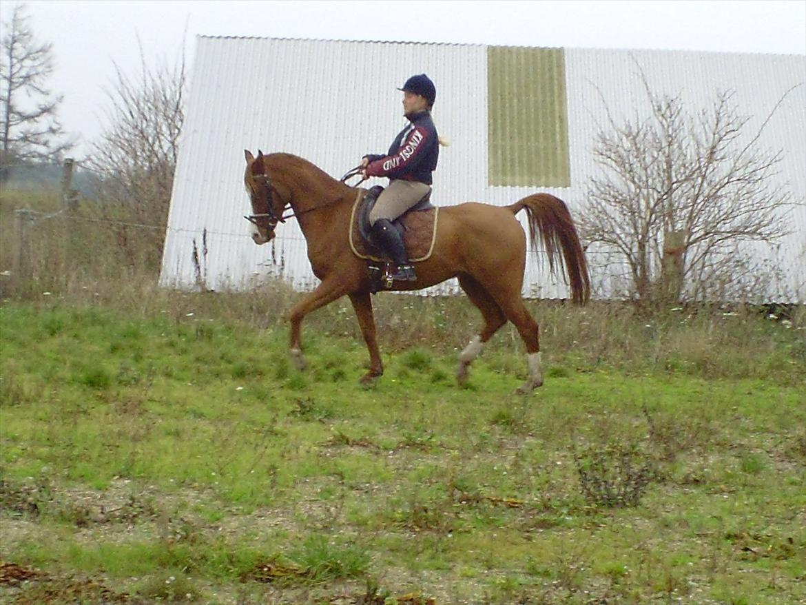 Hollandsk Sportspony Brenco - Dejlig løs for tøjlen! billede 10