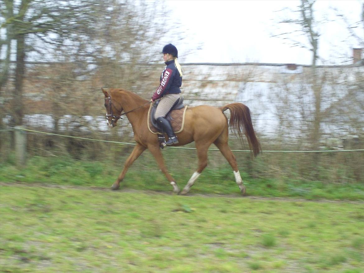 Hollandsk Sportspony Brenco - Der kommer bagparten fint ind under sig! billede 11