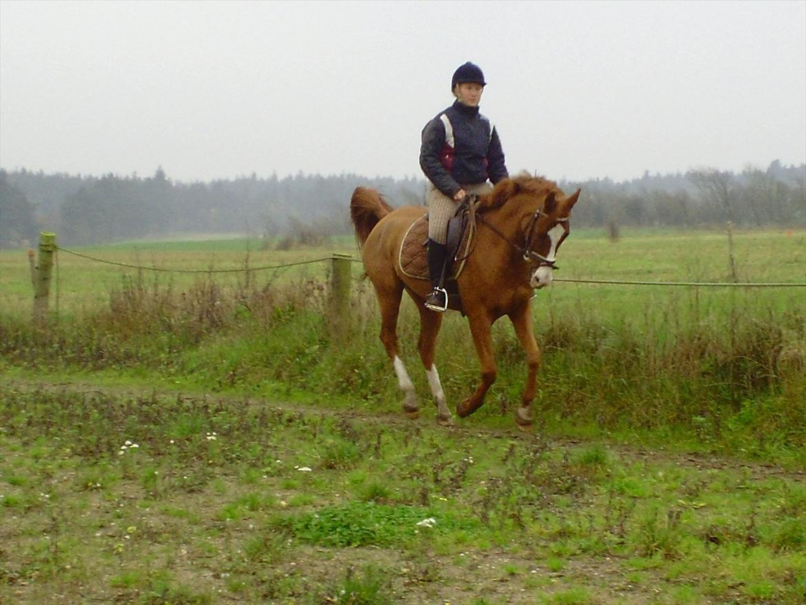Hollandsk Sportspony Brenco - I believe I can fly :D fin samlet kort galop!  billede 12