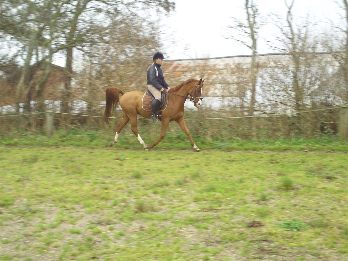 Hollandsk Sportspony Brenco - Begyndelse på en trav med øget trinlængde!  billede 13