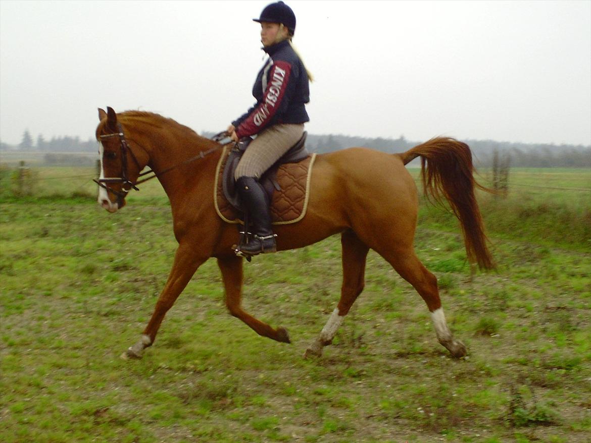 Hollandsk Sportspony Brenco - Flyvende trav! (-: billede 15