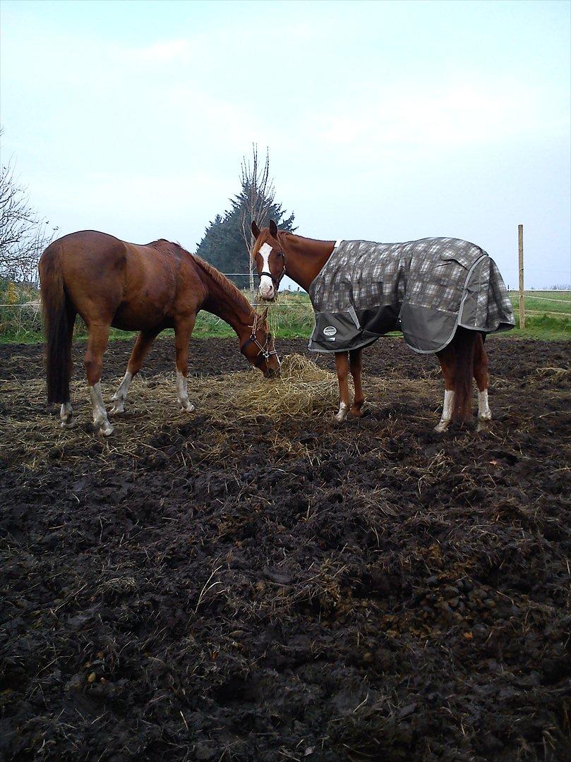 Hollandsk Sportspony Brenco - Spiser hø sammen med De Rouge, på jordfolden. billede 16