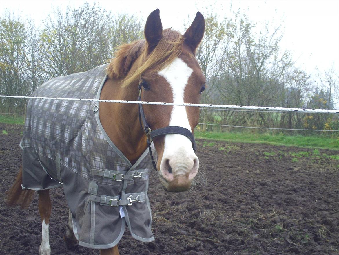 Hollandsk Sportspony Brenco - Hans kønne hoved!! :-)) billede 17