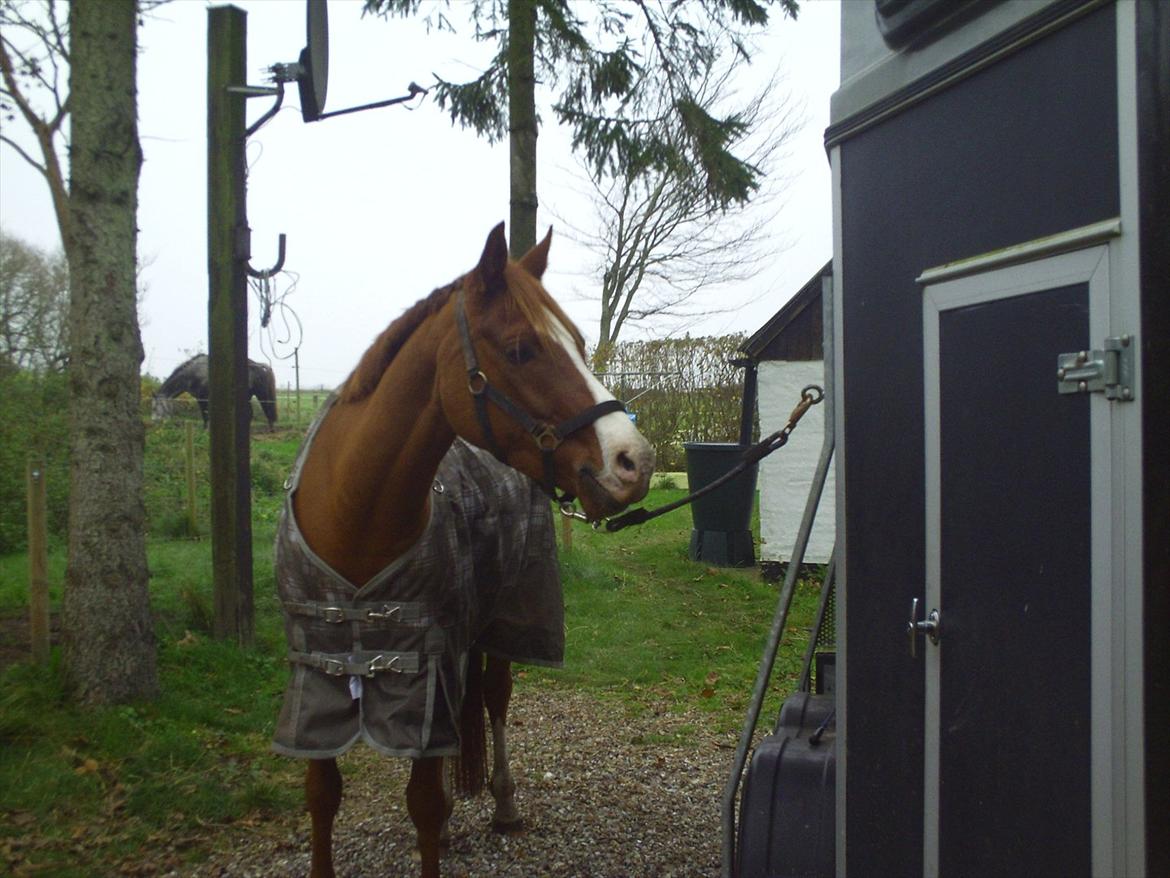 Hollandsk Sportspony Brenco - mmmmmh! hestebolsjer med jordbær smag! :D  billede 18