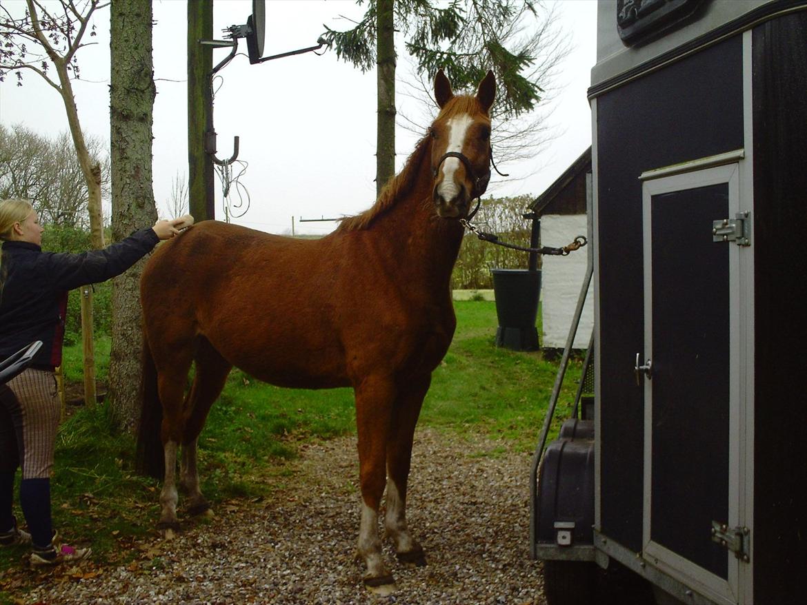 Dansk Varmblod Møgelvangs De Rouge!<3 SOLGT - Rigtige heste, bliver beskidte! :D billede 13