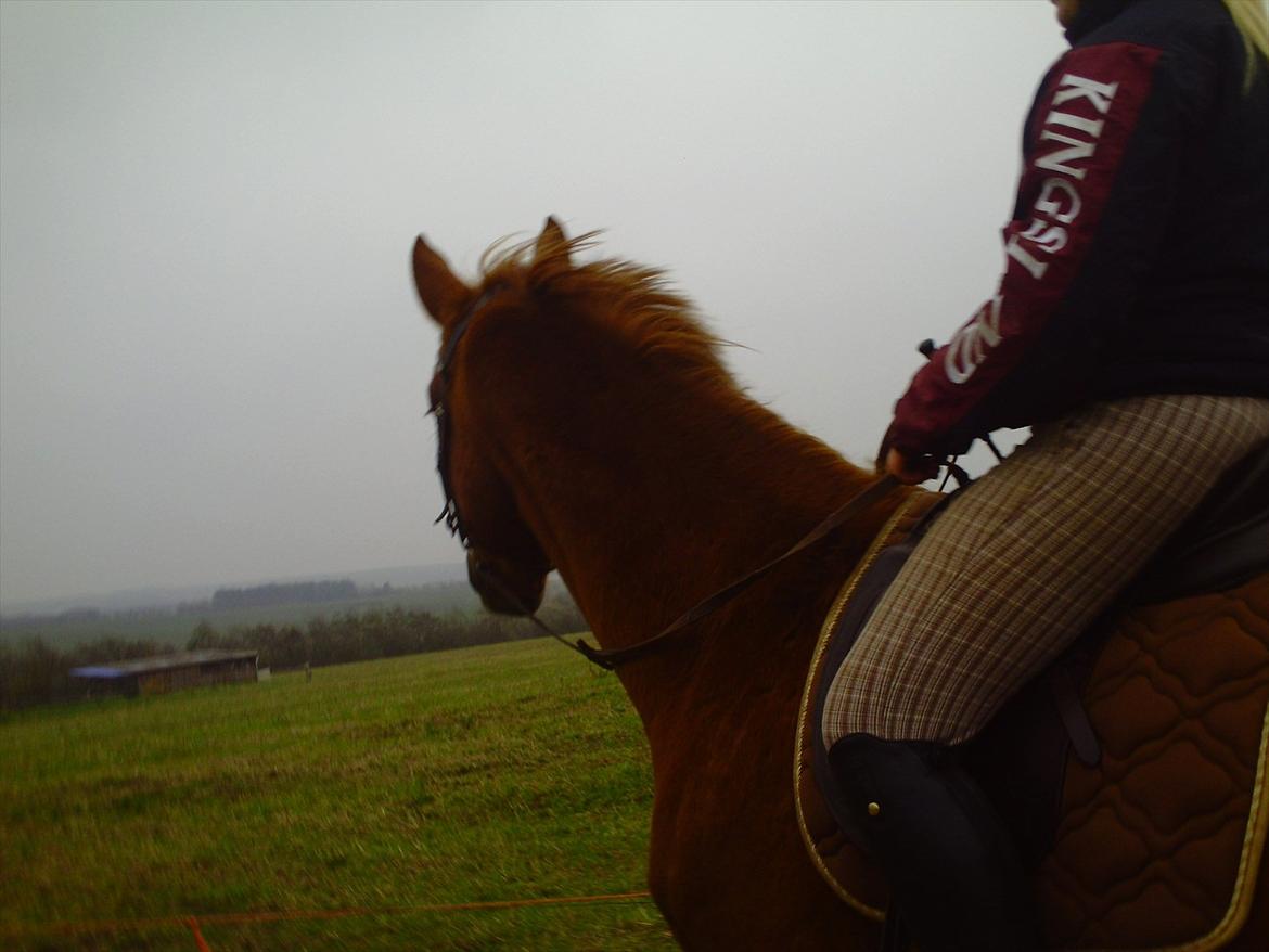 Dansk Varmblod Møgelvangs De Rouge!<3 SOLGT - Kigger ud over de grønne marker! billede 15