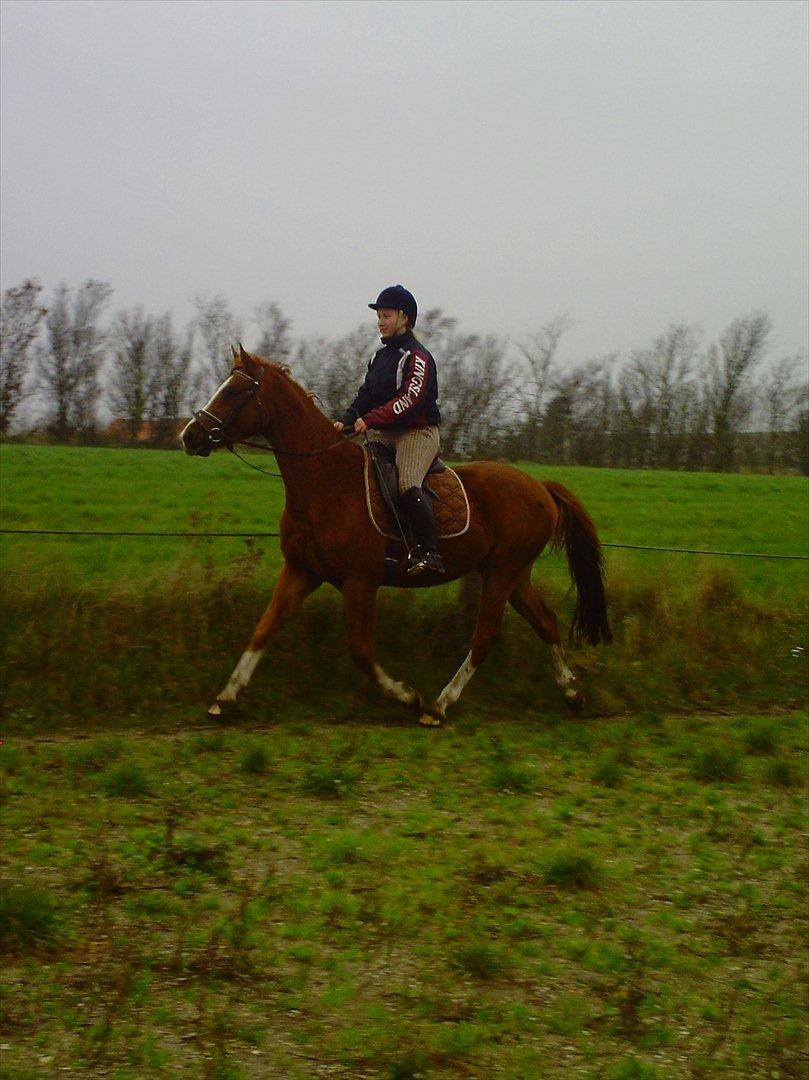 Dansk Varmblod Møgelvangs De Rouge!<3 SOLGT - Lækker trav! billede 16