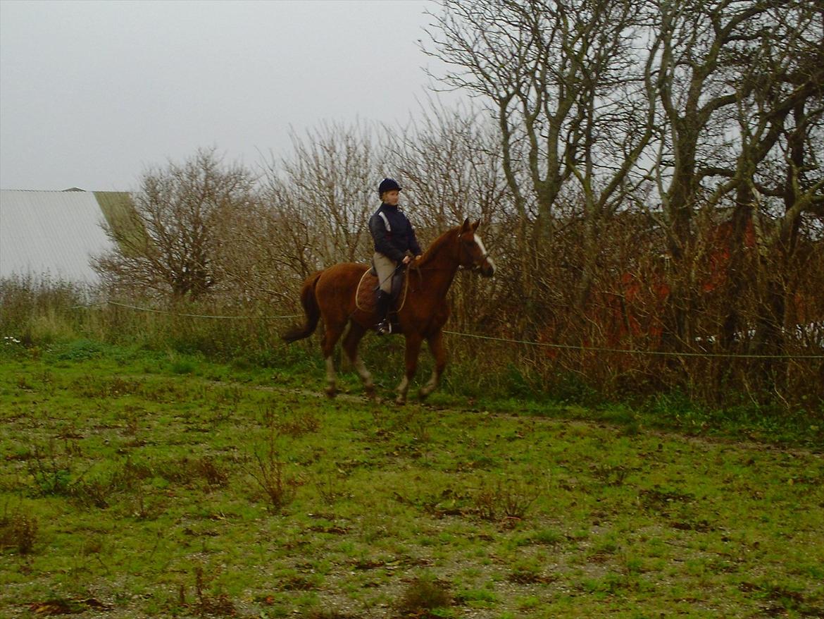 Dansk Varmblod Møgelvangs De Rouge!<3 SOLGT - Kort galop! billede 18