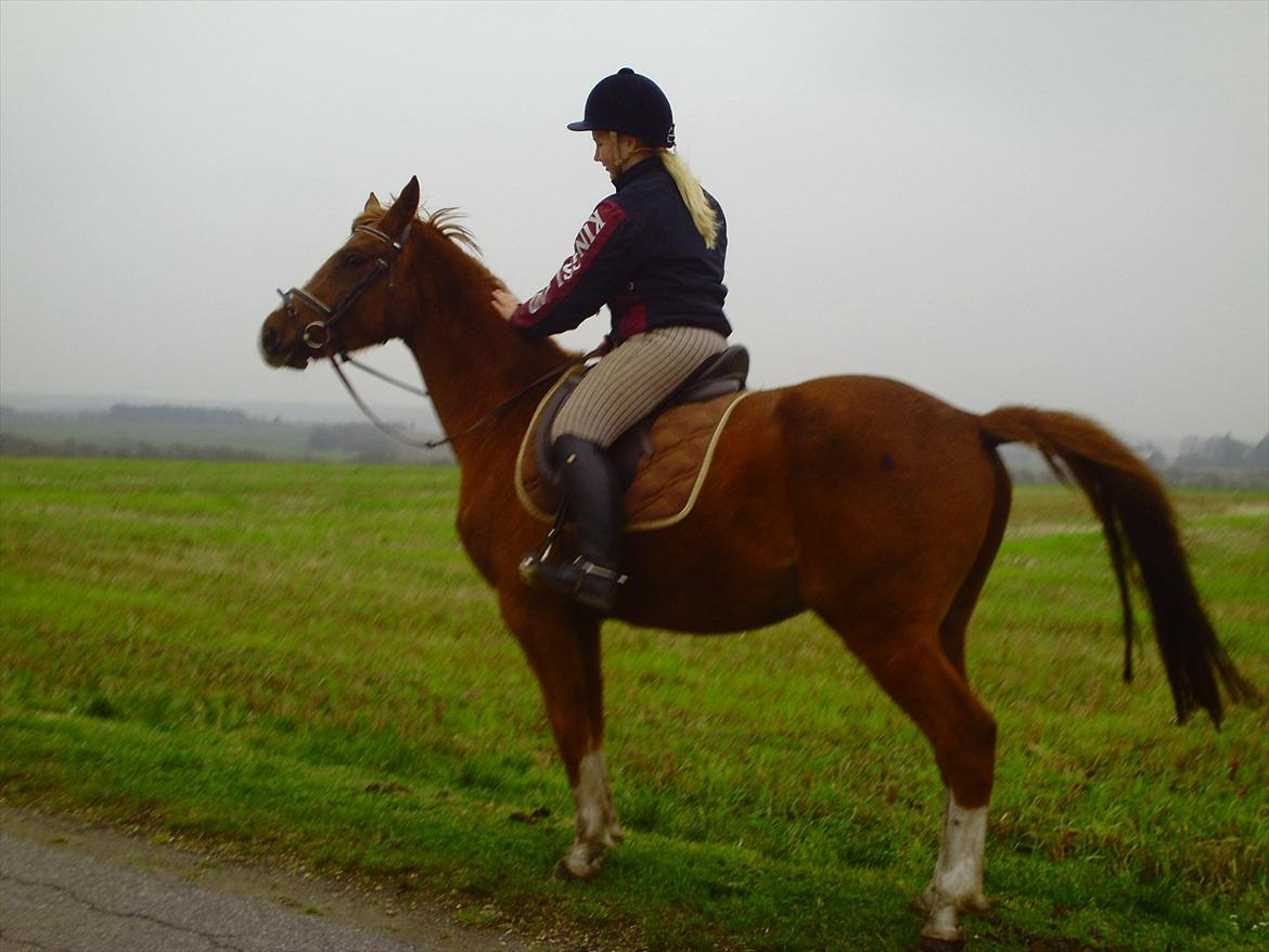 Dansk Varmblod Møgelvangs De Rouge!<3 SOLGT - Kærlighed er som en firkløver. Svær at finde, heldig at have. Jeg har De Rouge & han har mig! :I billede 19