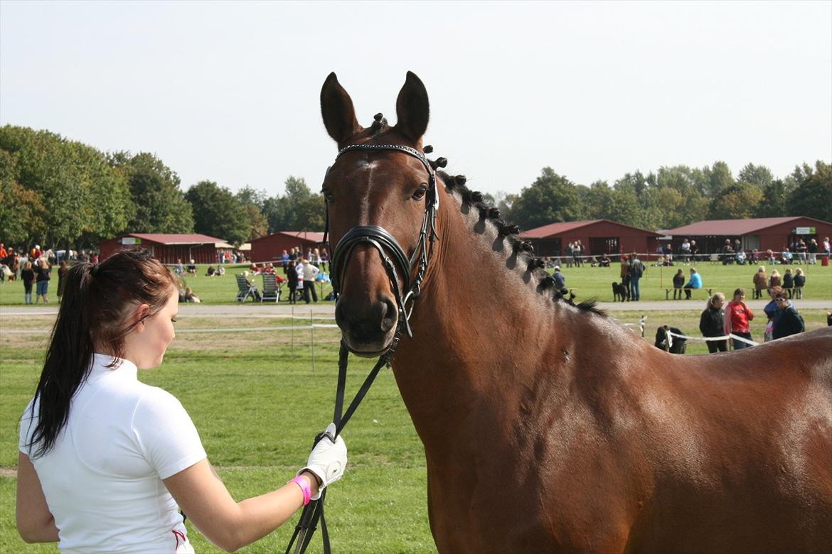 Oldenborg Vladimir - Stor hestedag 2011 billede 15