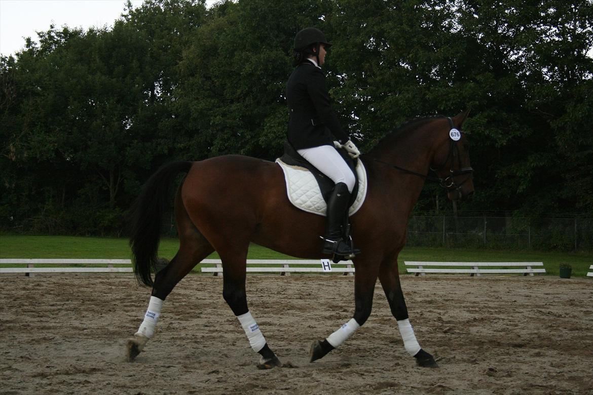 Oldenborg Vladimir - Stor hestedag 2011 billede 16