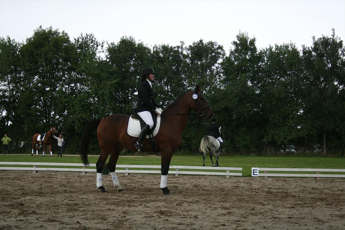 Oldenborg Vladimir - Stor hestedag 2011 billede 17