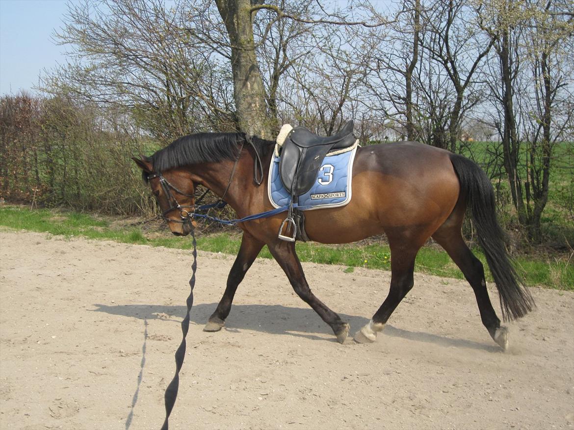 Oldenborg Vladimir - Genoptræning efter Hovbyld billede 20