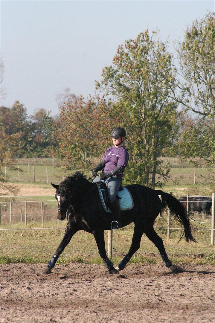 Oldenborg Tien Shan - Til undervisning hos Dennis Holst 23/10-11 billede 1