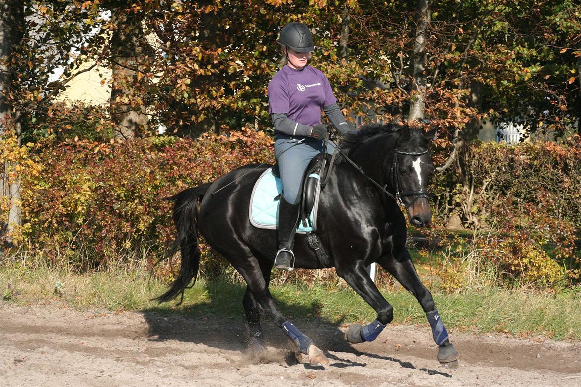 Oldenborg Tien Shan - Til undervisning hos Dennis Holst 23/10-11 billede 5