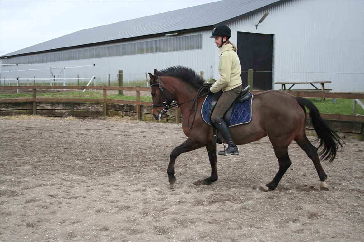 New Forest Starlight billede 5