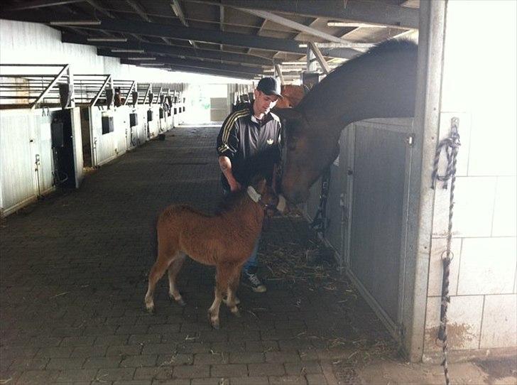 Miniature Fiskergårdens Tino billede 16