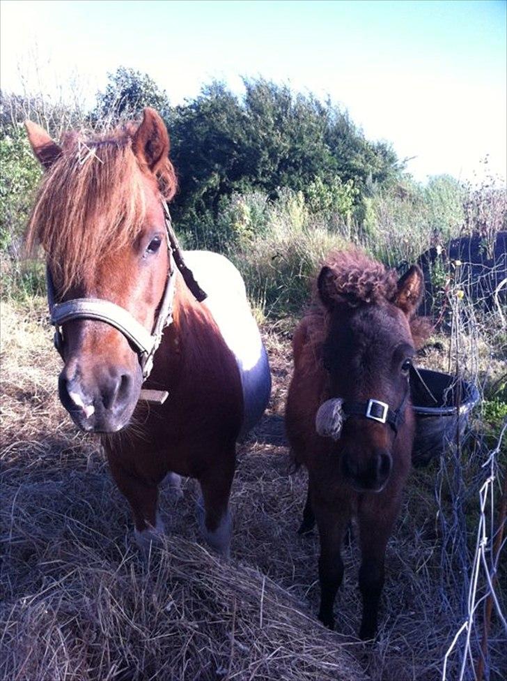 Miniature Fiskergårdens Tino billede 17