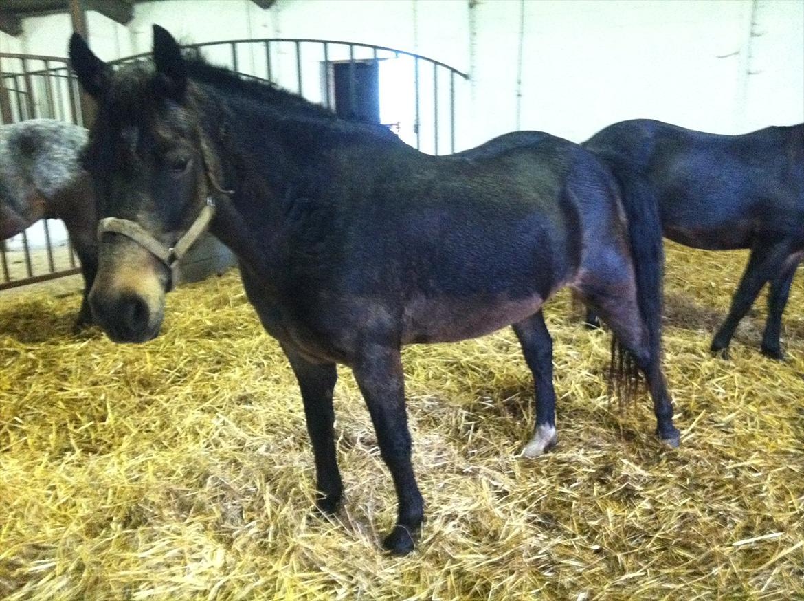Anden særlig race Lisette ( tilridning) billede 1