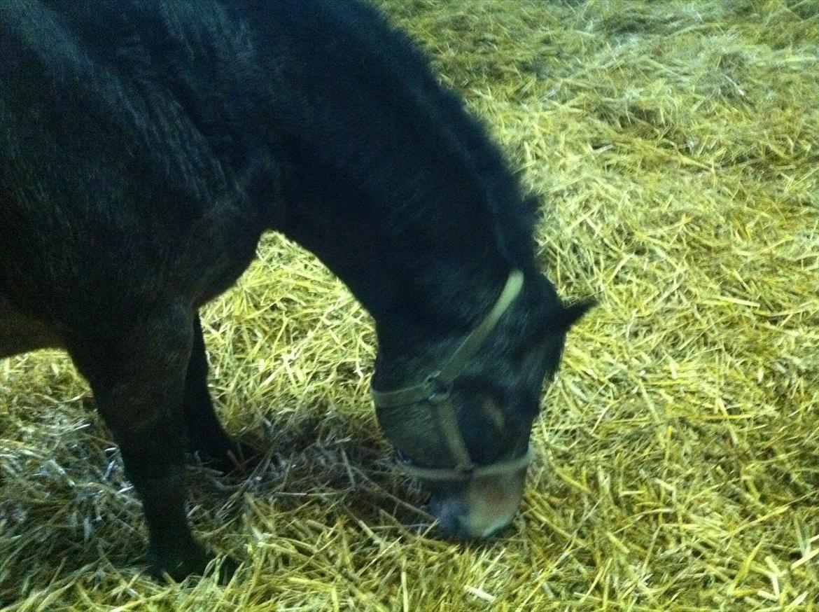 Anden særlig race Lisette ( tilridning) billede 2
