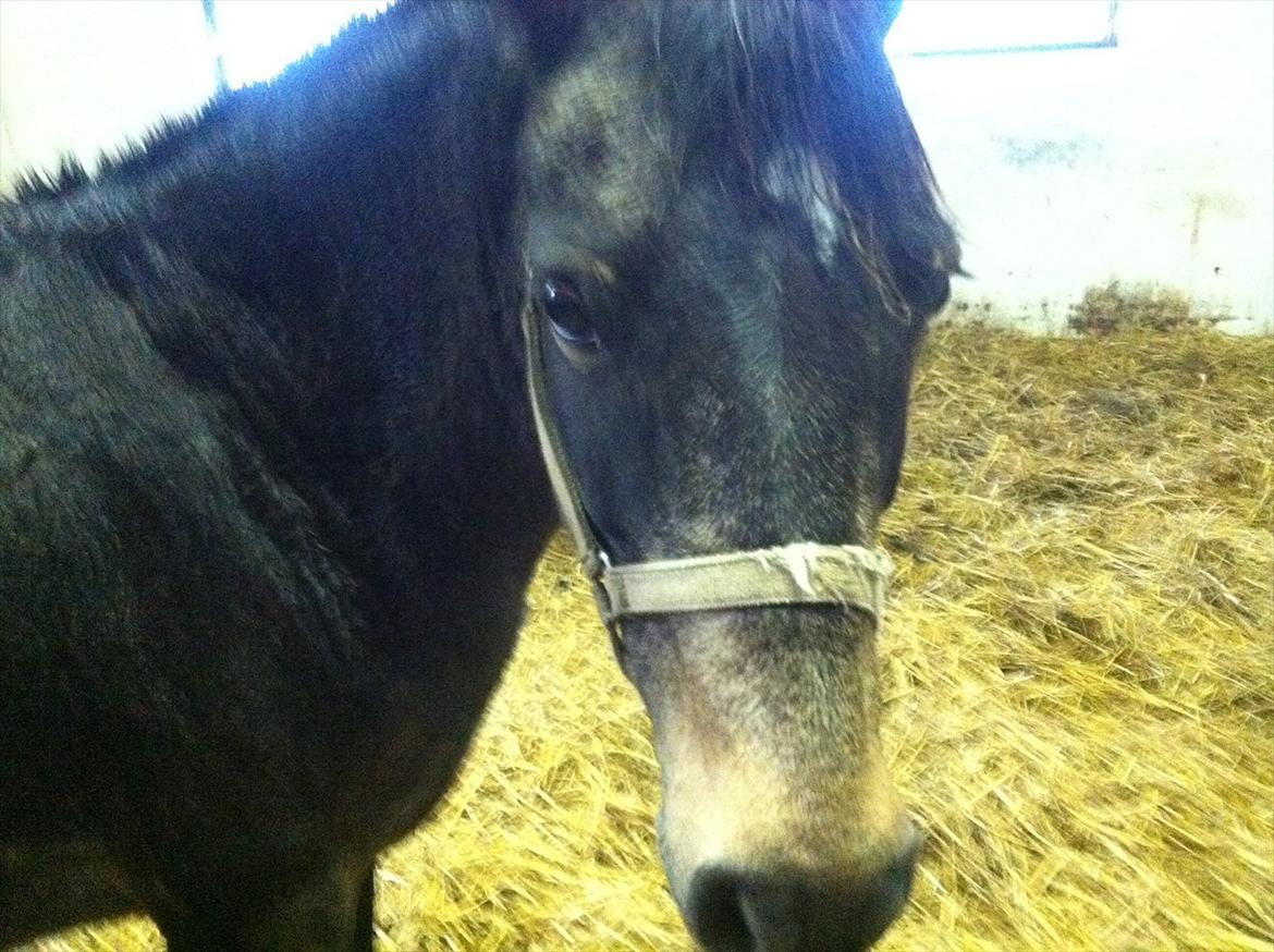 Anden særlig race Lisette ( tilridning) billede 3