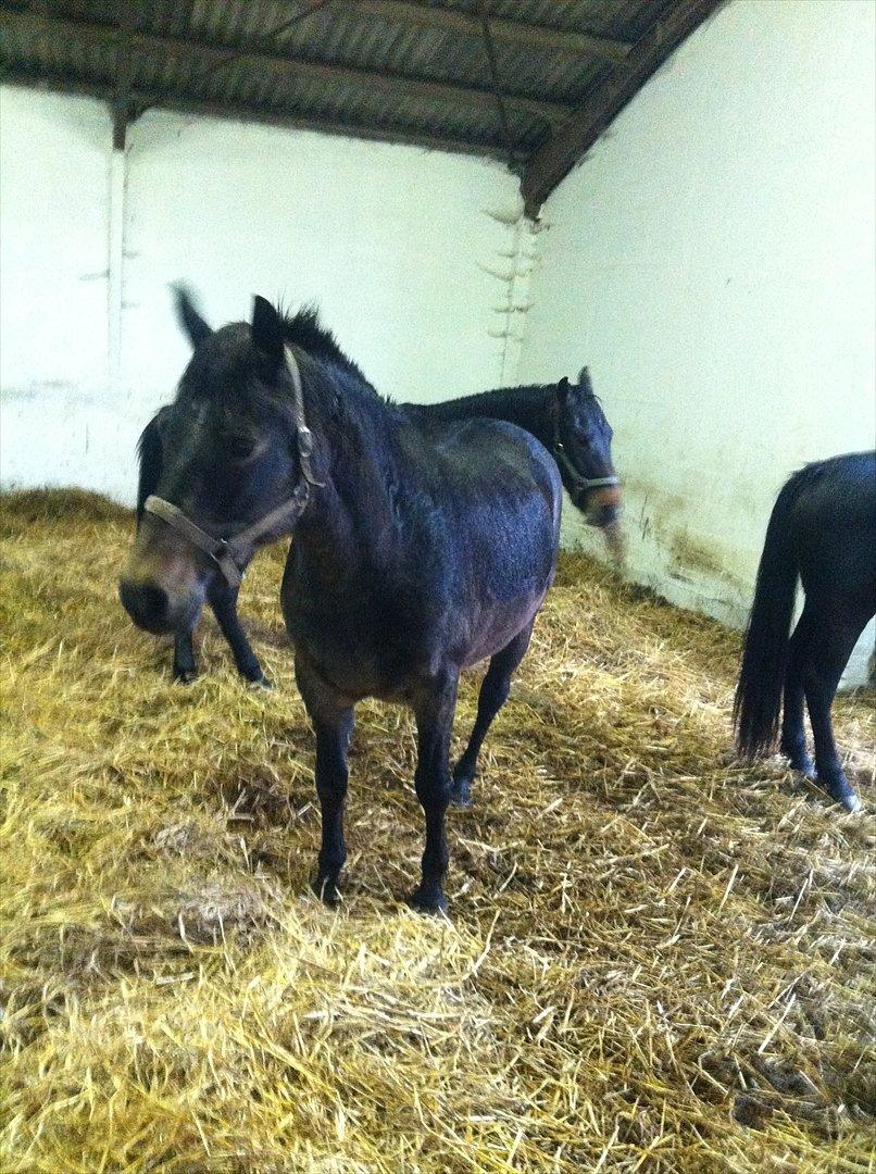 Anden særlig race Lisette ( tilridning) billede 4