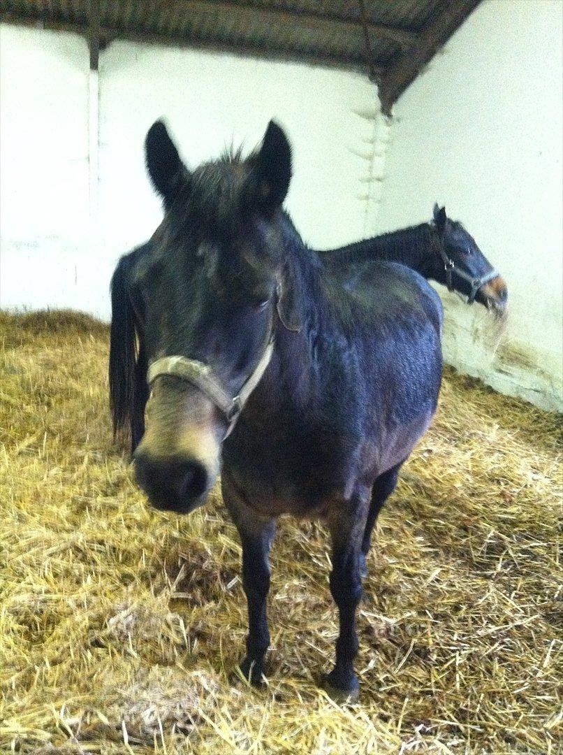 Anden særlig race Lisette ( tilridning) billede 5