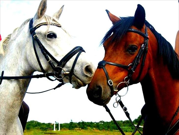 Connemara Maskenkol's Rebelix - Oliver og Rebelix til Springtime:) billede 20