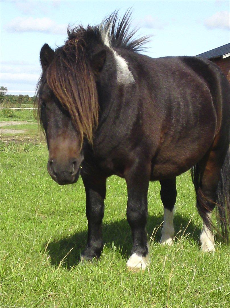 Shetlænder † Aladar DeCoyit † - 21. september, 2011 - Vi leger på marken ved min veninde, hvor han er på ferie.. (: Her ligger jeg på græsset, mens han er på vej hen til mig.. billede 8