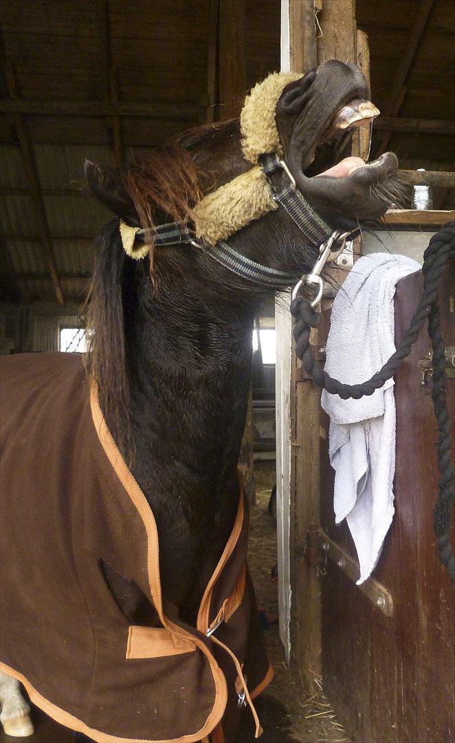 Shetlænder † Aladar DeCoyit † - 13. september, 2010 - Efter et bad bliver man altså træt, på den. :D Han stod med hans bedste vens fleecetæppe på str. 135, og han bruger selv 85.. :p billede 12