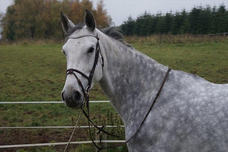 Holstener Uganda (Baby) billede 8