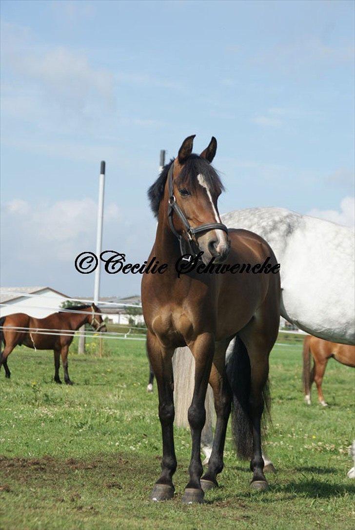 Anden særlig race FlyingSuprice A-pony billede 11
