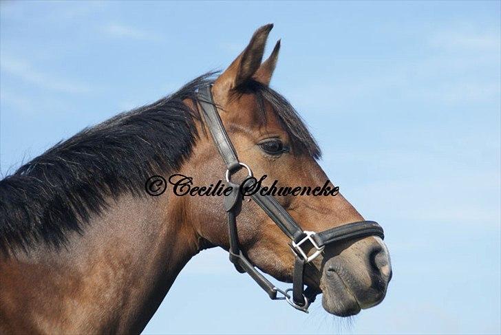 Anden særlig race FlyingSuprice A-pony billede 12